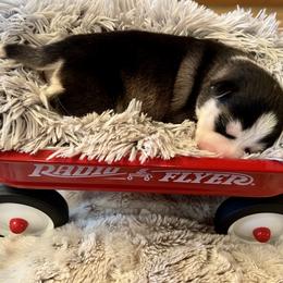 Pomsky Puppies from Ponderay Pomsky