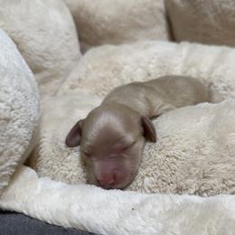 2nd Born ee Cream - Cream male Dachshund puppy in Rochester, Washington from Curtiss Dachshunds