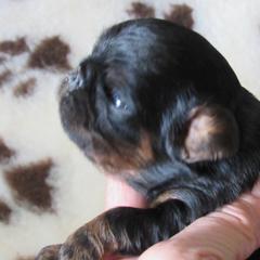 English Toy Spaniel and Pomeranian Puppies from Fairy Tale Poms & English Toy Spaniels