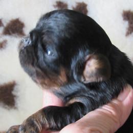 English Toy Spaniel and Pomeranian Puppies from Fairy Tale Poms & English Toy Spaniels