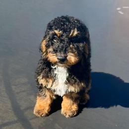 Black panther - Phantom male Poodle puppy in Henefer, Utah from Mountain Valley Poodles