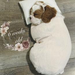 Cavalier King Charles Spaniel Puppies from Cavy Love