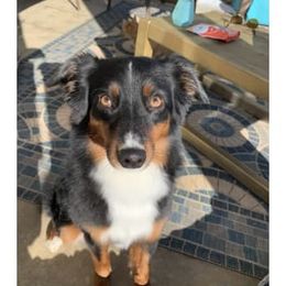 Navi  - Miniature American Shepherd