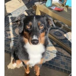 Navi  - Miniature American Shepherd