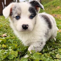 Dusty - Blue merle and white male Cardigan Welsh Corgi puppy in Kerens, West Virginia from Leather & Lace