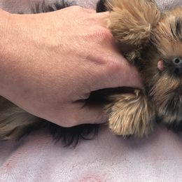 Yorkshire Terrier Puppies from Alaska’s Baby Yorkies