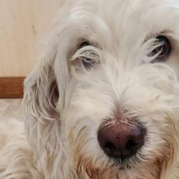 Stella - Goldendoodle