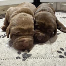 Orange - Chocolate female Labrador Retriever puppy in Dickson, Tennessee from Cane Creek Labradors
