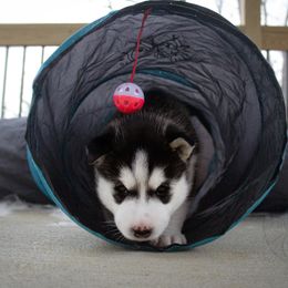 "Past puppy (Jigs X Naava)" Siberian Husky Puppies from Ivie Huskies