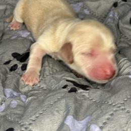 Boy 4 - Cream male Dachshund puppy in Vancouver, Washington from Cascade Minis