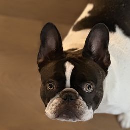 French Bulldogs from Royal Bulldog Productions