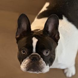 French Bulldogs from Royal Bulldog Productions