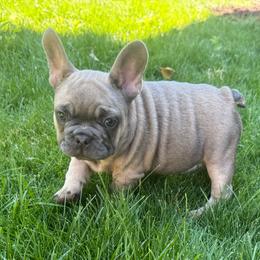 Gertie has OFA Parents - Fawn female French Bulldog puppy in Billings, Montana from Yellowstone Frenchies