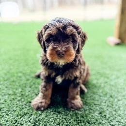 Wilson - male Australian Mountain Doodle puppy in Sharpsburg, Georgia from Steindoodles