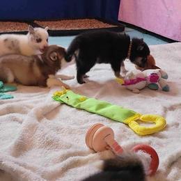 Pomeranian and Pomsky Puppies from Fann-Tastic Pomskies