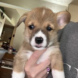 Pembroke Welsh Corgi Puppies from Sweet Bailey and The Corgi Babes
