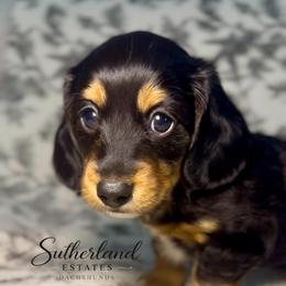 Magnolia Belle - Black and tan female Dachshund puppy in Sutherland, Virginia from Sutherland Estates Dachshunds