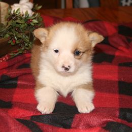 Cupid - Red female Pembroke Welsh Corgi puppy in Chetopa, Kansas from Lapp Livestock Farm Corgi's