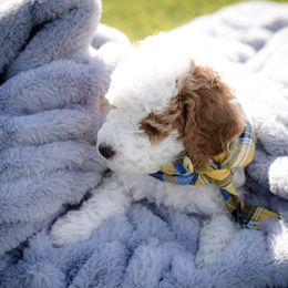 Poodle Puppies from Doodle Puppy Parti