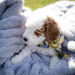 Poodle Puppies from Doodle Puppy Parti