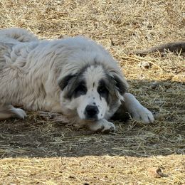 Po - Badger male Colorado Mountain Dog puppy in Cotopaxi, Colorado from Once Upon A Moose (OUM)