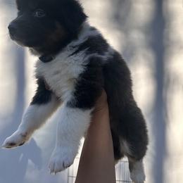 Australian Shepherd Puppies from In the Piney Woods ETX