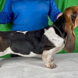 Basset Hounds from Kling’s serendipity Bassets