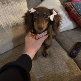 Dachshund All Grown Up from Dannie's Doxies