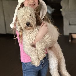 Peetah - Goldendoodle