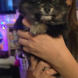 Autumn - Black and tan female Pomeranian puppy in Buckeye, Arizona from BL Poms Heaven