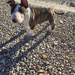 Pup 3 - Black brindle and white male Bull Terrier puppy in Brownsville, Texas from KBs. Bull Terriers