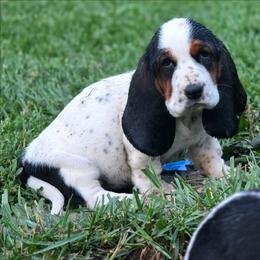 Peppermint - Black brown and white female Basset Hound puppy in Lebanon, Ohio from Lady Mae Bassets & Doberman