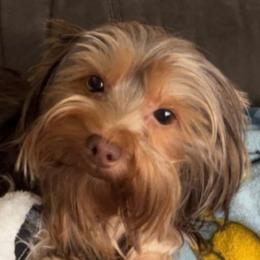 BeBe - Yorkshire Terrier