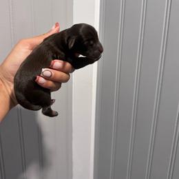 Girl 1 - Liver female Miniature Schnauzer puppy in Santa Ana, California from The_K_Schnauzers