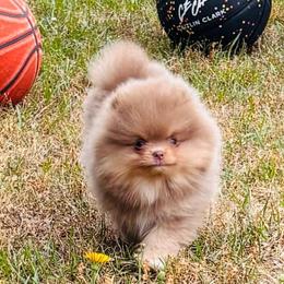 Joe dirt - Lavender male Pomeranian puppy in Fayetteville, North Carolina from Tar-heel Poms