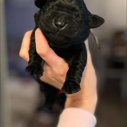 Boy 3 - male Labrador Retriever puppy in Texas from Raley Retrievers