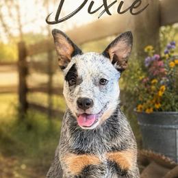 Dixie - Blue speckled female Australian Cattle Dog puppy in Greenville, California from Adcock Ranch Cattle Dogs