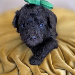 Willow - Chocolate female Goldendoodle puppy in Decatur, Tennessee from Diamond's Doodles