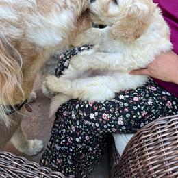 Goldendoodle Puppies from Doodle Devotion