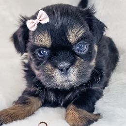 Raven - Black and tan female Shih Tzu puppy in Jacksonville, Florida from Shih Tzus of Jacksonville
