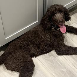 Poodles from Poodle Paradise