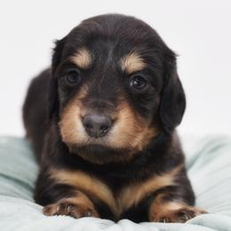 PRADA- AKC Import Lines - Black and cream female Dachshund puppy in Coweta, Oklahoma from Sunnyside Dachshunds