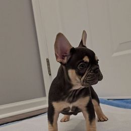 French Bulldog Puppies from Kristen's French Bulldogs