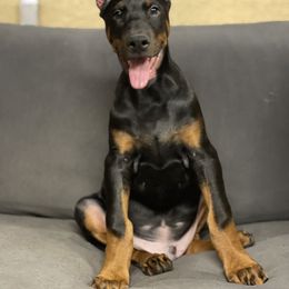 Doberman Pinscher and Poodle Puppies from TopSpots Farm