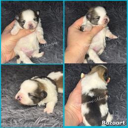 AKC Zoey (might be staying here) - Orange sable female Pomeranian puppy in Saint Ignatius, Montana from Pomeranians Montana