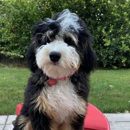 Remi - Bernedoodle