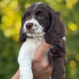 Jagger - Brown and white male Cockapoo puppy in Arizona from Copper State Cockapoos