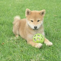 Shiba Inu Puppies from Jogoso Shibas