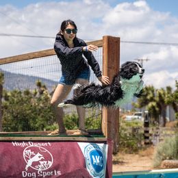 Border Collies from Shepherd’s Pride