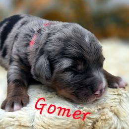 GOMER - Blue male Companion Cross puppy in Viking, Minnesota from Son Shine Farm